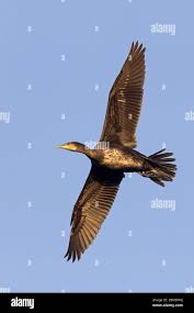 Image result for Phalacrocorax carbo