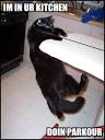IM IN UR KITCHEN - Lolcats - Funny Pictures of Cats - I Can Has ...