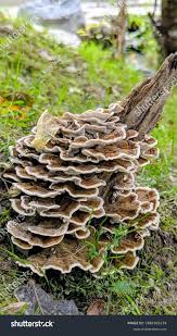 Attēlu rezultāti vaicājumam “Trametes”