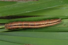 Attēlu rezultāti vaicājumam “Protodeltote pygarga”