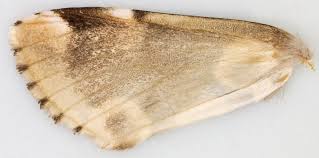 Attēlu rezultāti vaicājumam “Thyatira batis larva”