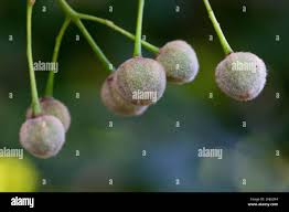 Attēlu rezultāti vaicājumam “Tilia platyphyllos Laciniata fruit”