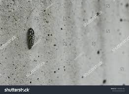 Attēlu rezultāti vaicājumam “Aporia crataegi pupa”