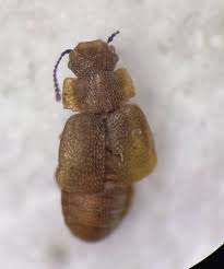 Attēlu rezultāti vaicājumam “Linaeidea aenea”