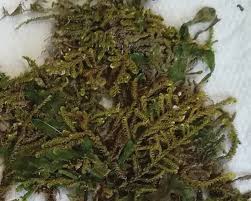 Attēlu rezultāti vaicājumam “Scorpidium cossonii”