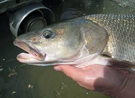 Image result for Ptychocheilus grandis