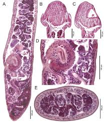 Image result for Minytrema melanops