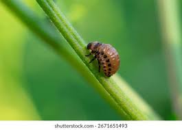 Attēlu rezultāti vaicājumam “Pristiphora maesta larva”