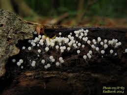 Attēlu rezultāti vaicājumam “Arcyria globosa”