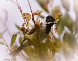 Attēlu rezultāti vaicājumam “Emberiza schoeniclus eggs”
