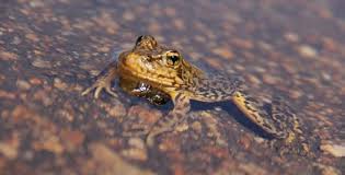 Attēlu rezultāti vaicājumam “Tortula lingulata macro”