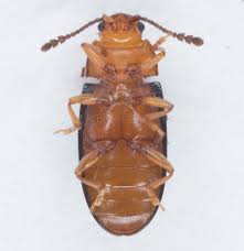 Attēlu rezultāti vaicājumam “Triplax aenea”