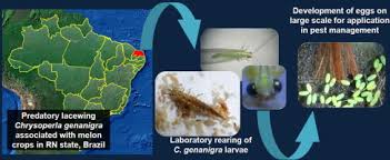Attēlu rezultāti vaicājumam “Chrysopidae eggs”