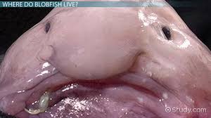 Image result for blobfish