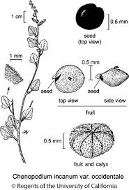 Attēlu rezultāti vaicājumam “Chenopodium polyspermum var. acutifolium flower”