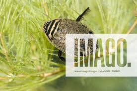 Attēlu rezultāti vaicājumam “Acilius sulcatus male”