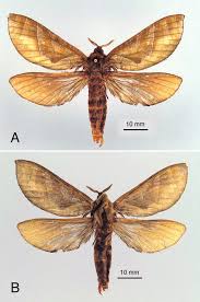 Attēlu rezultāti vaicājumam “Hepialidae”