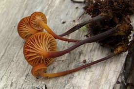 Attēlu rezultāti vaicājumam “Xeromphalina campanella”