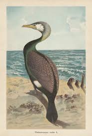 Image result for Phalacrocorax carbo