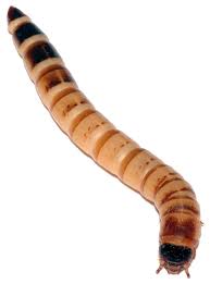 Attēlu rezultāti vaicājumam “larva”