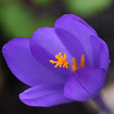 Attēlu rezultāti vaicājumam “Crocus speciosus”