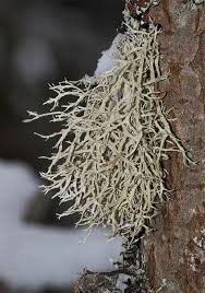 Attēlu rezultāti vaicājumam “Ramalina farinacea”