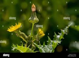 Attēlu rezultāti vaicājumam “Tragopogon pratensis subsp. pratensis bud”