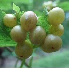 Attēlu rezultāti vaicājumam “Acer pseudoplatanus fruit”