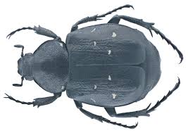 Attēlu rezultāti vaicājumam “Gnorimus variabilis”