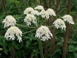 Attēlu rezultāti vaicājumam “Heracleum sphondylium subsp. sibiricum”