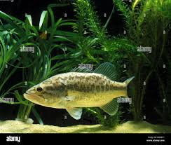 Image result for Micropterus salmoides