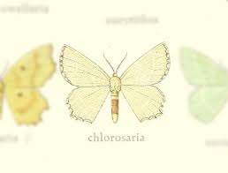 Attēlu rezultāti vaicājumam “Thalera fimbrialis”