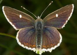 Attēlu rezultāti vaicājumam “Aricia artaxerxes”