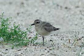 Attēlu rezultāti vaicājumam “Pluvialis squatarola”