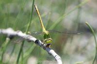 Attēlu rezultāti vaicājumam “Ophiogomphus cecilia”