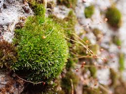 Attēlu rezultāti vaicājumam “Hymenostylium recurvirostrum macro”