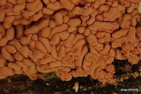 Attēlu rezultāti vaicājumam “Arcyria stipata”