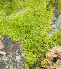 Attēlu rezultāti vaicājumam “Acrocarpous mosses”