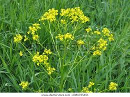 Attēlu rezultāti vaicājumam “Bunias orientalis bud”