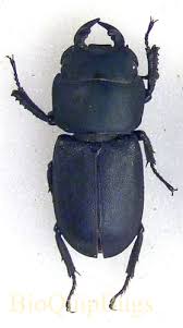 Attēlu rezultāti vaicājumam “Dorcus parallelopipedus”