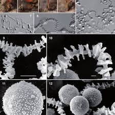 Attēlu rezultāti vaicājumam “Badhamiopsis scripta spores”