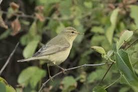Attēlu rezultāti vaicājumam “Acrocephalus schoenobaenus adult”