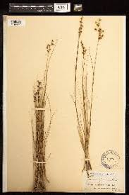 Attēlu rezultāti vaicājumam “Juncus gerardii”