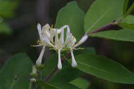 Attēlu rezultāti vaicājumam “Lonicera tatarica bud”