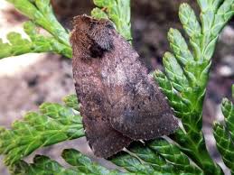 Attēlu rezultāti vaicājumam “Rusina ferruginea female”