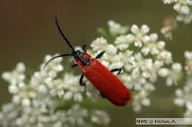 Attēlu rezultāti vaicājumam “Lygistopterus sanguineus”