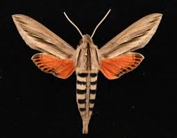 Attēlu rezultāti vaicājumam “Aphodius subterraneus imago”