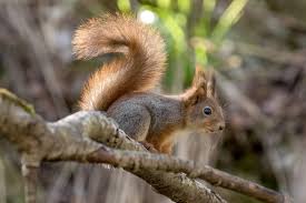 Attēlu rezultāti vaicājumam “Sciurus vulgaris”