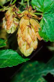 Attēlu rezultāti vaicājumam “Humulus lupulus”