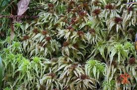 Attēlu rezultāti vaicājumam “Sphagnum centrale”